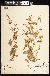 Fallopia convolvulus image