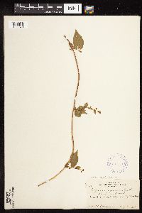 Fallopia convolvulus image