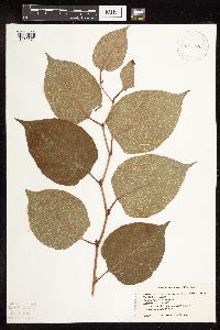 Fallopia japonica image