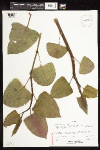 Fallopia japonica image