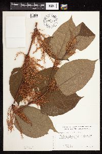 Fallopia japonica image