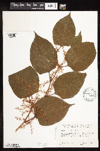 Fallopia japonica image