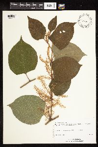 Fallopia japonica image