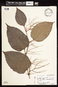 Fallopia japonica image