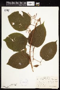 Fallopia japonica image