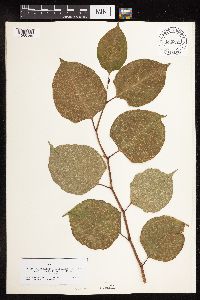 Fallopia japonica image