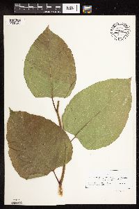 Fallopia japonica image