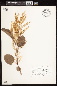 Fallopia japonica image