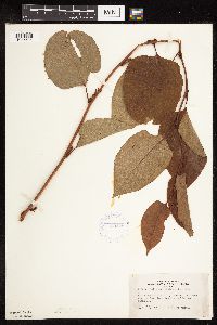 Fallopia japonica image
