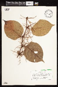 Fallopia japonica image