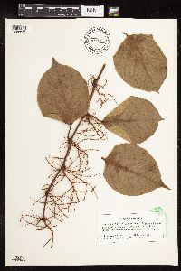 Fallopia japonica image