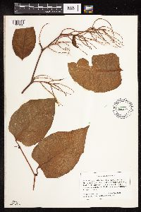 Fallopia japonica image