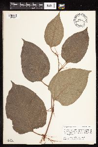 Fallopia japonica image