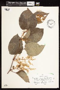 Fallopia japonica image