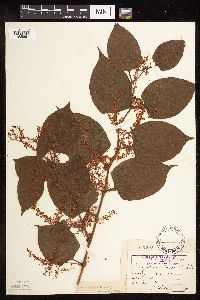 Fallopia japonica image