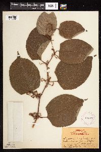 Fallopia japonica image