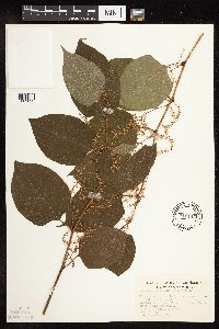 Fallopia japonica image