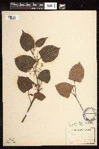 Fallopia japonica image