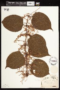 Fallopia japonica image