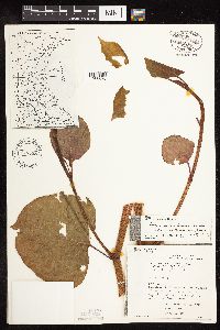 Fallopia x bohemica image