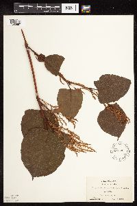 Fallopia japonica image