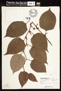 Fallopia japonica image