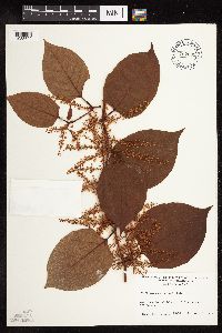 Fallopia japonica image