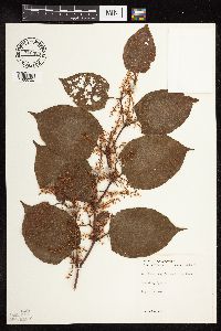 Fallopia japonica image