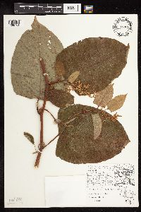 Fallopia x bohemica image