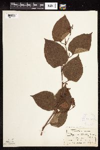 Fallopia japonica image