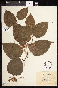 Fallopia japonica image