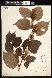 Fallopia japonica image