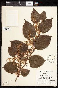 Fallopia japonica image