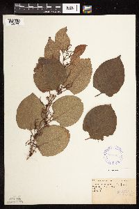 Fallopia japonica image