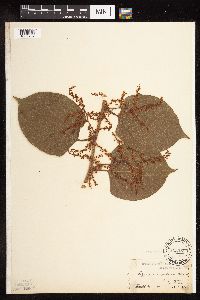 Fallopia japonica image