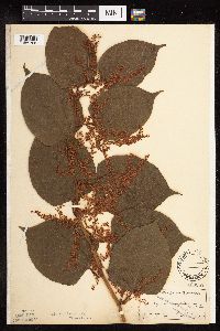 Fallopia japonica image