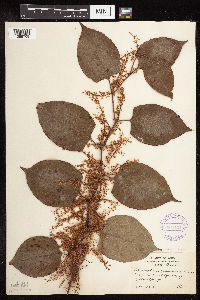 Fallopia japonica image