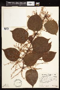 Fallopia japonica image