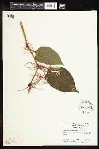 Fallopia japonica image