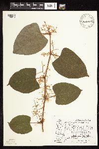 Media resource of Fallopia x bohemica