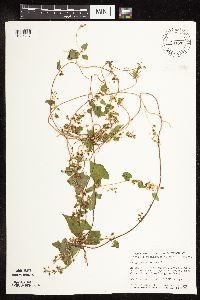 thumbnail image of current specimen