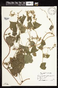 thumbnail image of current specimen