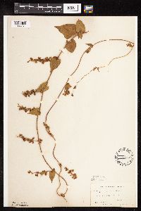 Fallopia scandens image