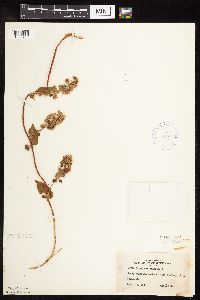 thumbnail image of current specimen