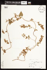 thumbnail image of current specimen