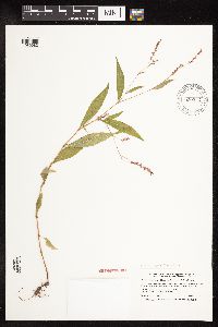 Persicaria longiseta image