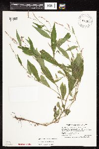 Persicaria longiseta image