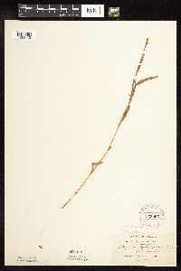 Persicaria hydropiperoides image