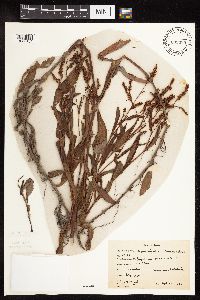 Persicaria hydropiperoides image