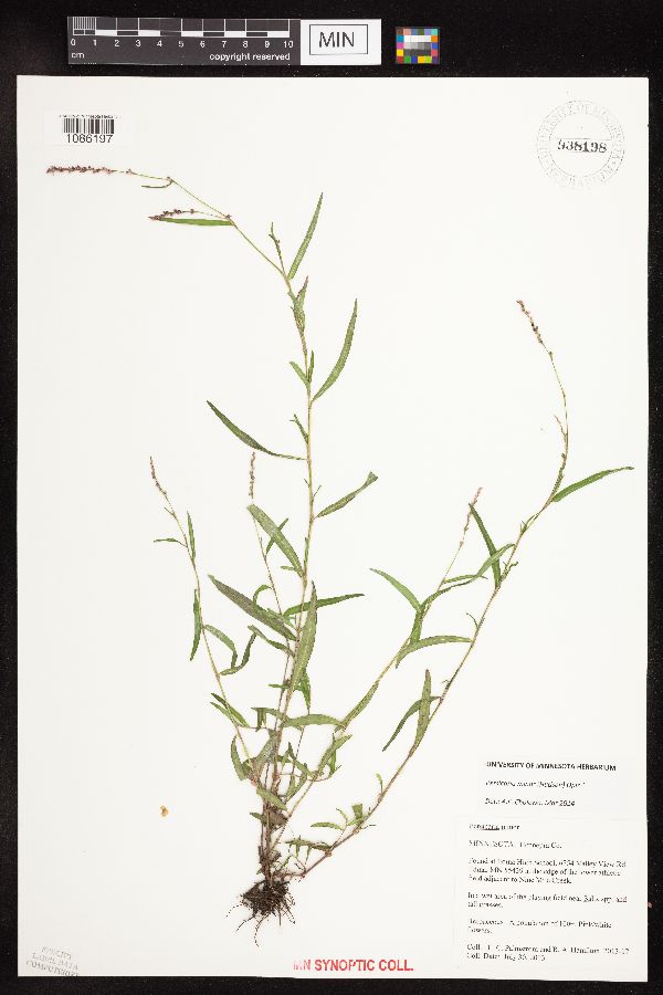 Persicaria minor image